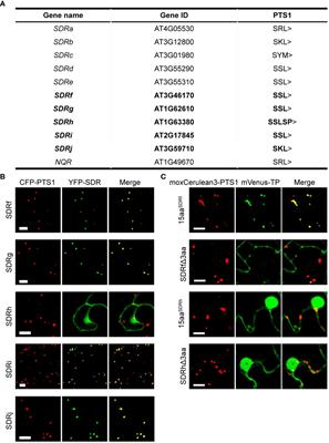 Bioinformatic analysis of short-chain dehydrogenase/reductase proteins in plant peroxisomes